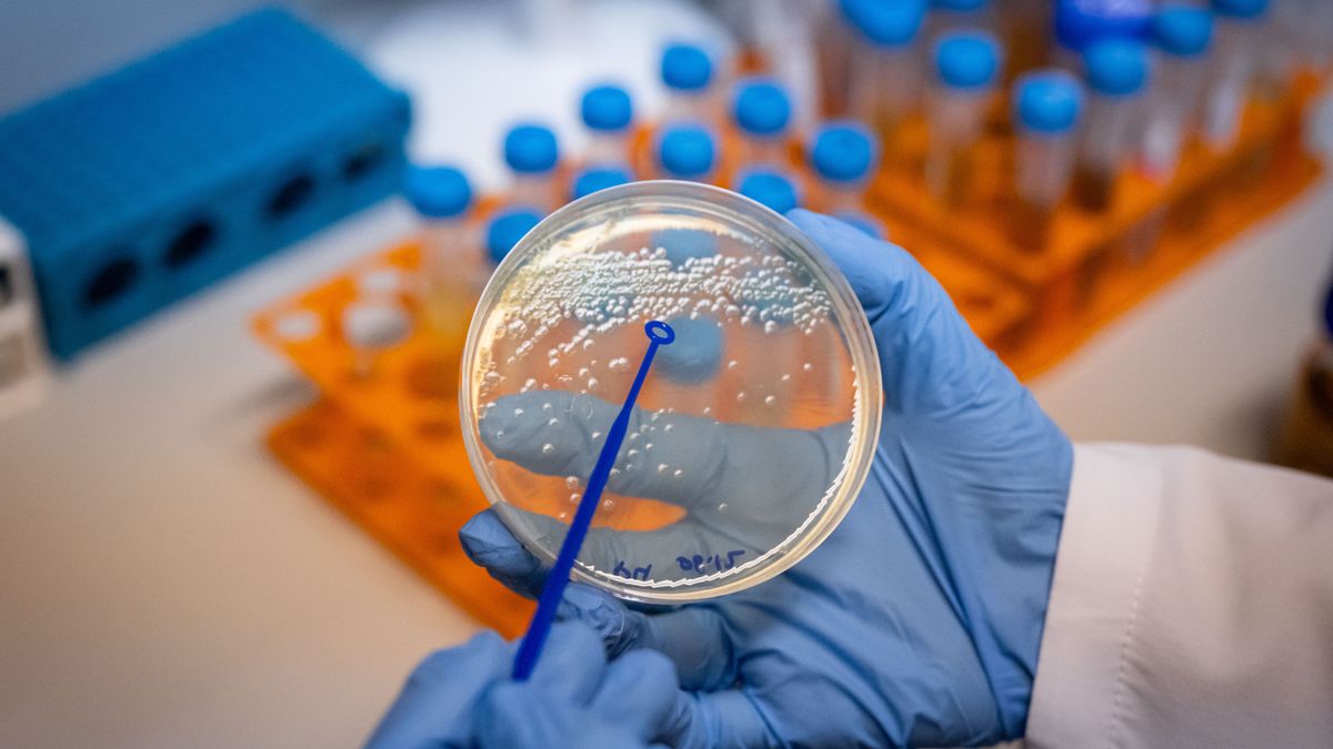 ANKARA, TURKIYE - DECEMBER 11: A view from lab as Ankara University Faculty of Pharmacy, Department of Basic Pharmaceutical Sciences Assoc. Prof. Dr. Banu Kaskatepe (not seen) has reported that researches manage to reduce the amount of disease-causing microorganisms in the mucilage structure by using bacteriophages, which are bacteria-eating viruses, in Ankara, Turkiye on December 11, 2024. (Photo by Betul Abali/Anadolu via Getty Images)