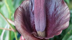 Amorphophallus konjac - właściwości, wygląd i zastosowanie