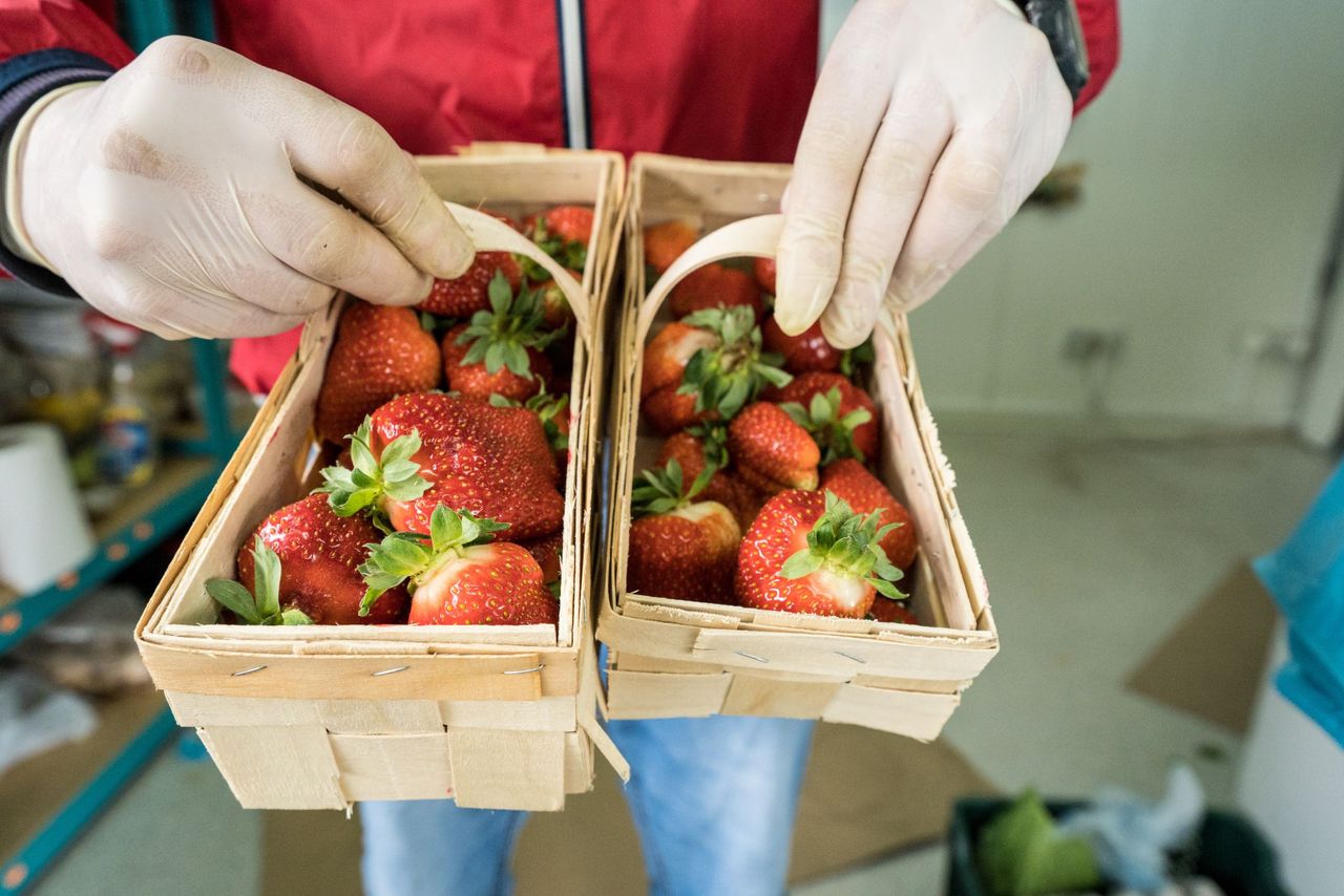 Strawberries in the home garden. How to care for them in the fall?