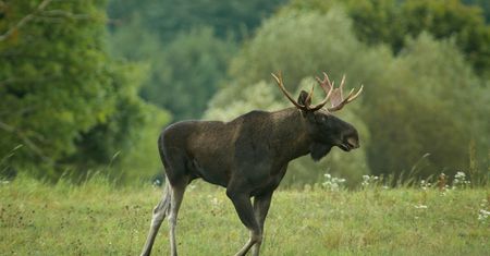 Na Pomorzu jak w Skandynawii. Odnotowano rekordową liczbę łosi