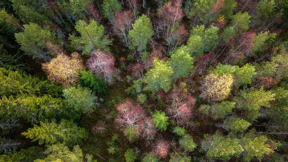 Scenic drone photo of autumn colored deciduous and coniferous forest, landscape in North Sweden. Fall season in beautiful northern Sweden, Vasterbotten, Umea. Top down photo
Scenic drone photo of autumn colored deciduous and coniferous forest, landscape in North Sweden. Fall season in beautiful northern Sweden, Vasterbotten, Umea. Top down photo
Alexandre Patchine