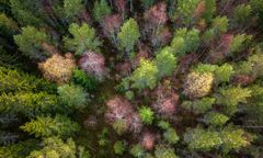 Nie tylko Amazonia. Najstarsze lasy w Szwecji znikają w oczach