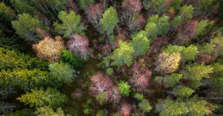 Nie tylko Amazonia. Najstarsze lasy w Szwecji znikają w oczach