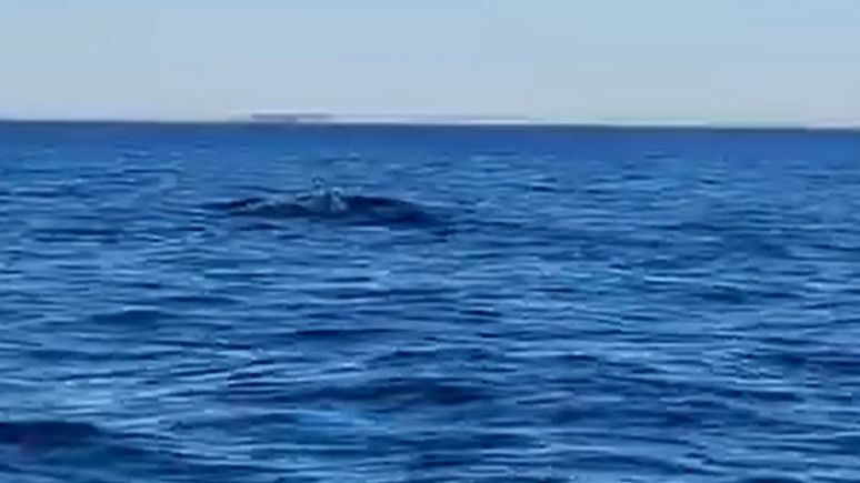 Wieloryb w Polsce? Pojawiło się nagranie