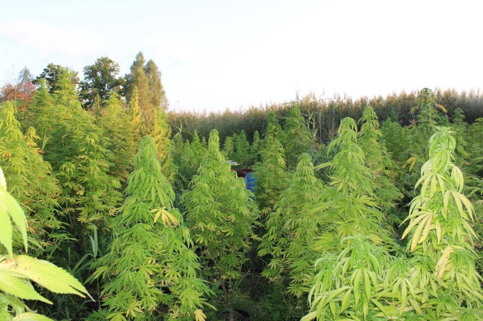 Konopie były ukryte w zbożu 