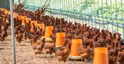 Rzekomy pomór drobiu. Niemal 200 tys. ptaków wybitych i zutylizowanych