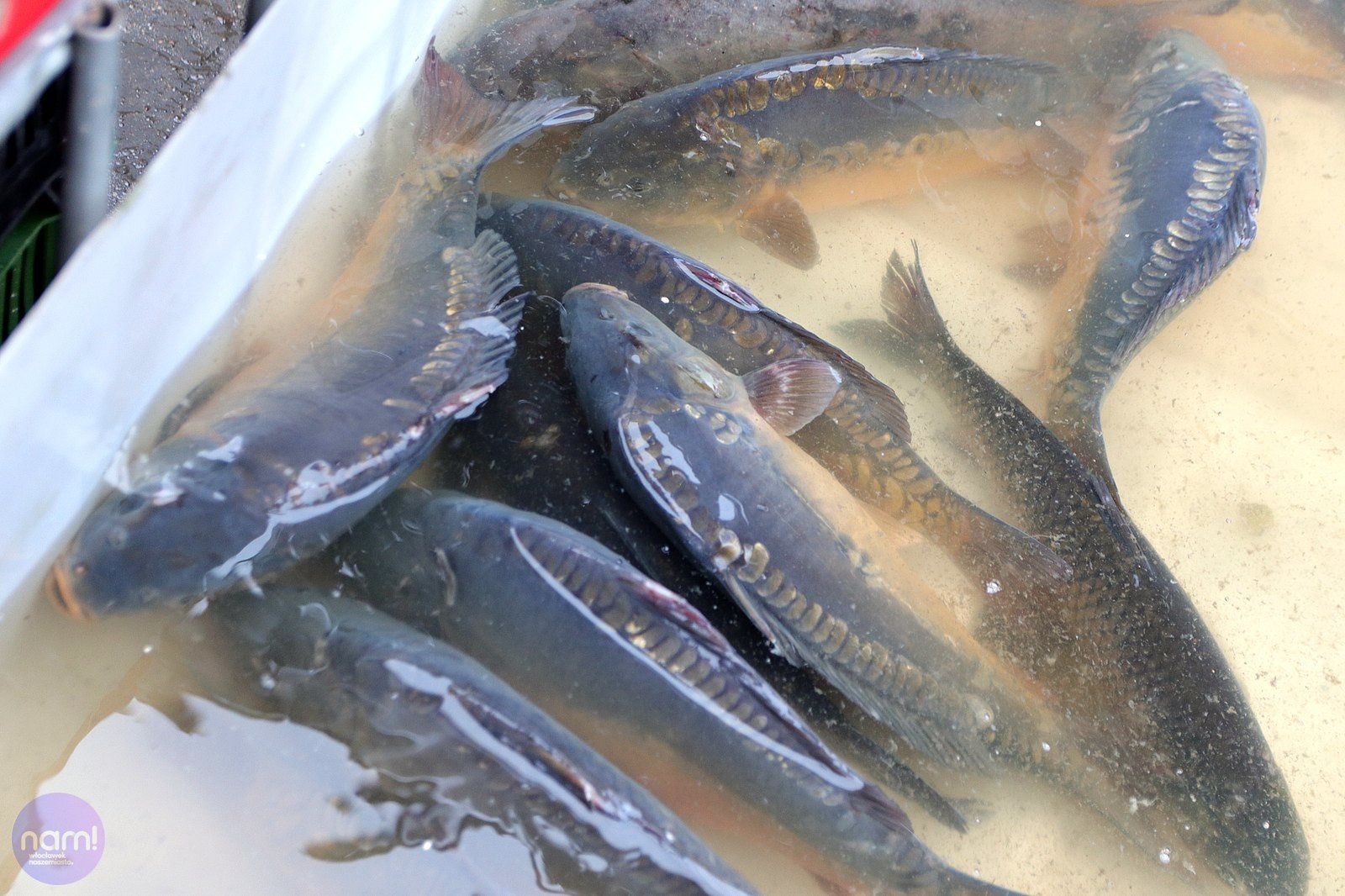 Na targowisku miejskim przy ul. Kaliskiej we Włocławku kupisz tanie owoce i warzywa, ale także ryby, choinki i świąteczne dekoracje. Sobota, 6 grudnia 2025 roku