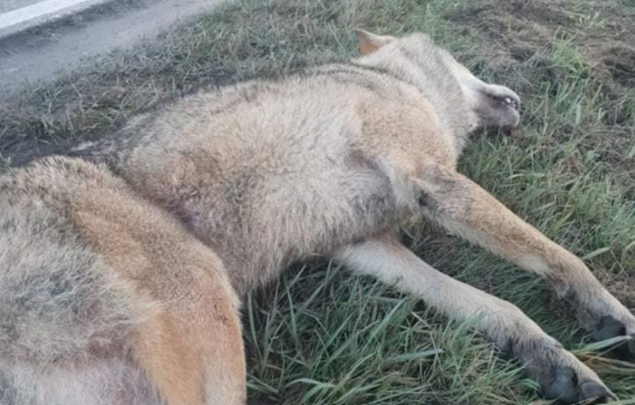 Dramat na Pomorzu. Nie żyje dorodny basior