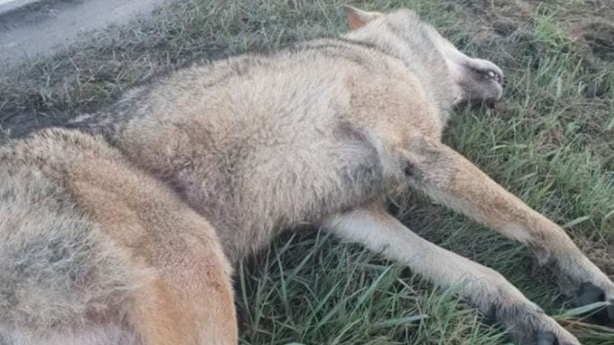 W gminie Puck znaleziono potrąconego wilka 