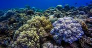 Przełom w badaniach. 200-letnie koralowce zaskakują naukowców