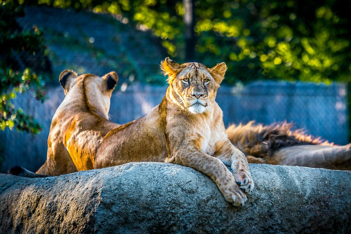 Łamigłówka zoo. Sprawdź, jak dobrze znasz świat Zwierząt