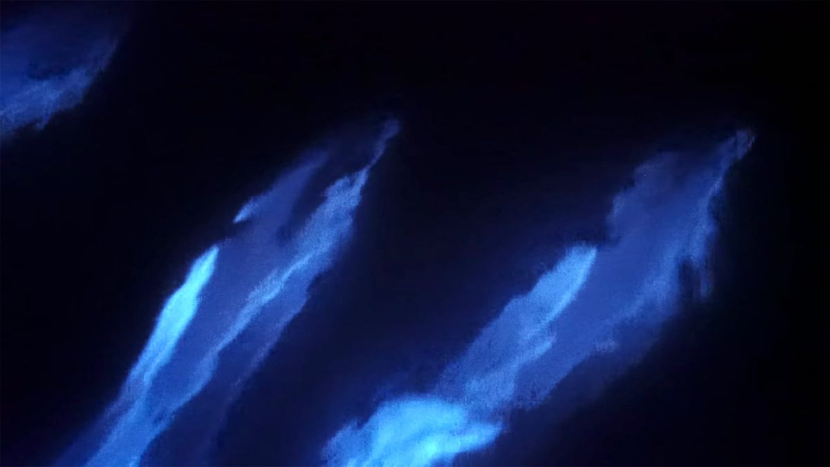 Najpierw świecące fale, a teraz delfiny. Zobacz piękną bioluminescencję 1