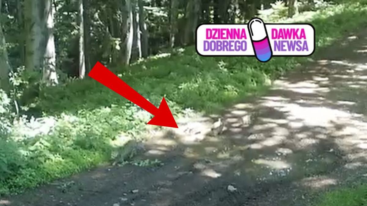 Niezwykłe spotkanie w lesie