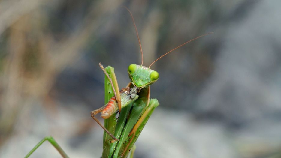 UIG ftp June 2016 AndiaMantis religiosa (or European Mantis)  (Mantis religiosa)