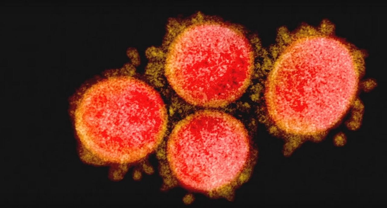 Kiedy skończy się pandemia koronawirusa? Ekspert nie ma dobrych wieści - COVID-19 może nigdy nie zostać wyeliminowany? Ekspert wyjaśnia