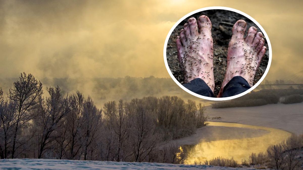 Syberia w porze letniej to idealne środowisko dla komarów