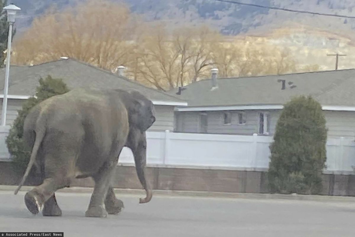 USA. Słoń biegał po ruchliwej ulicy. Uciekł z cyrku