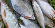 Powody, dla których warto jeść płotki. Sezon wędkarski trwa