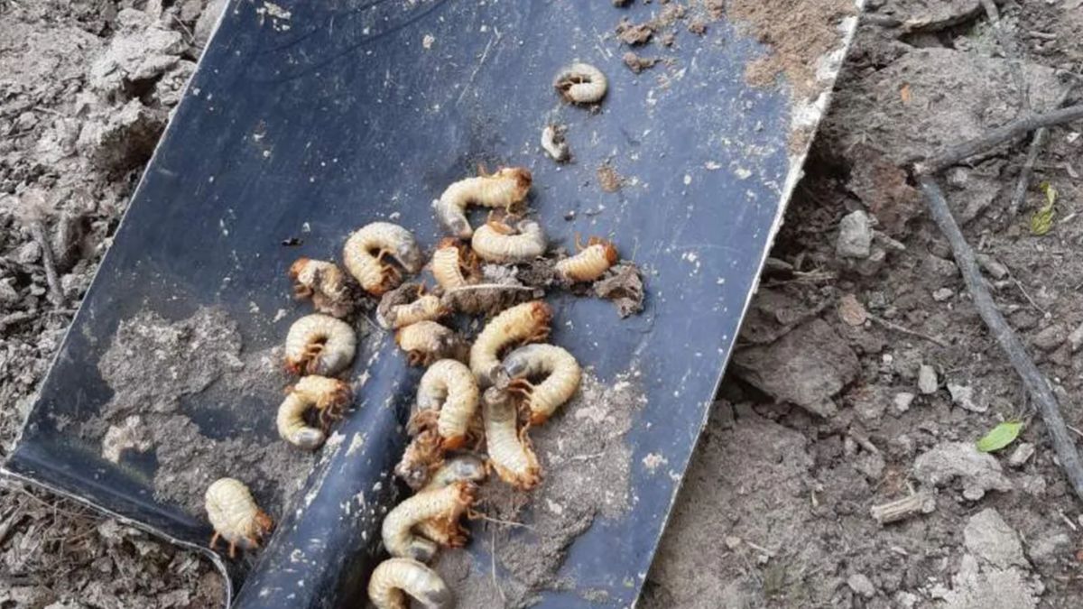 Lasy Państwowe pokazały, co skrywa gleba