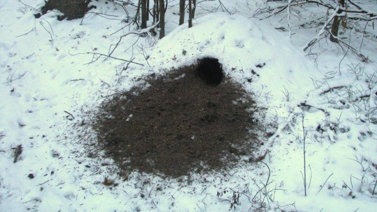 Mrówki stają się łatwym łupem dla zwierząt.