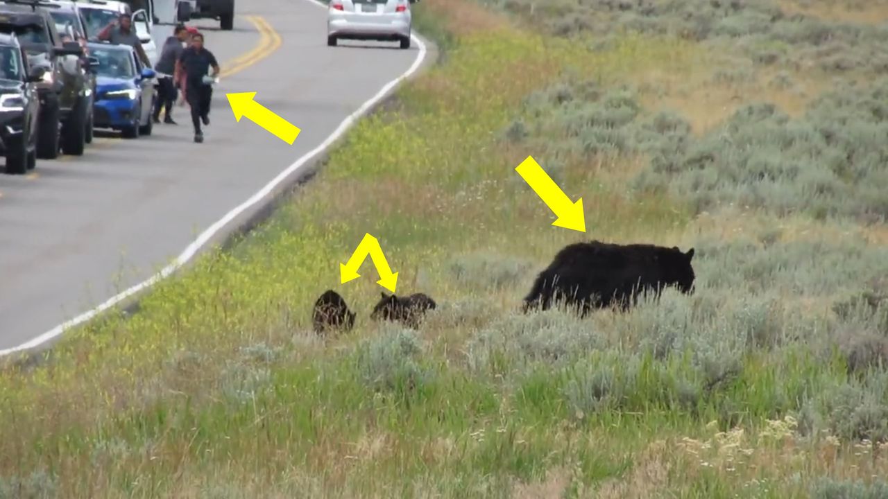 Głupota nie zna granic, czyli turyści szarżujący na niedźwiedzicę z młodymi złapani na filmie