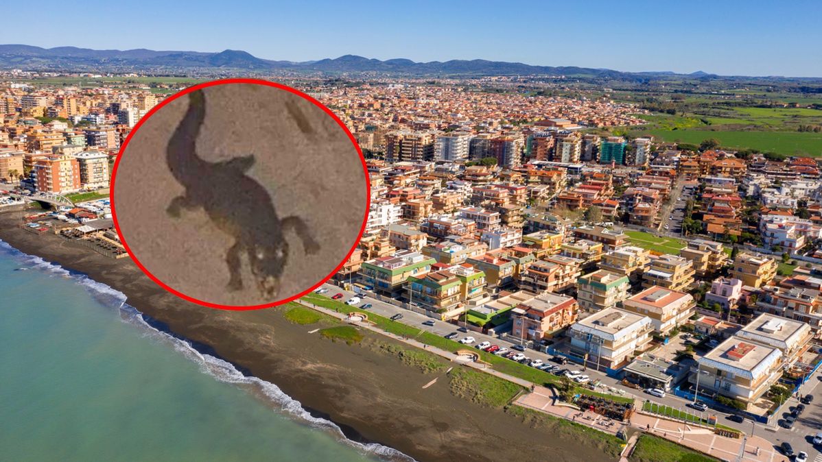 Zdjęcie krokodyla wywołało panikę we włoskim mieście