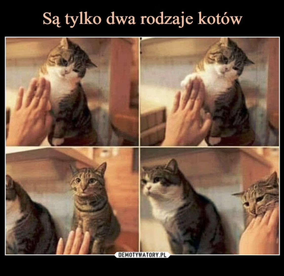 Memy na Dzień Kota