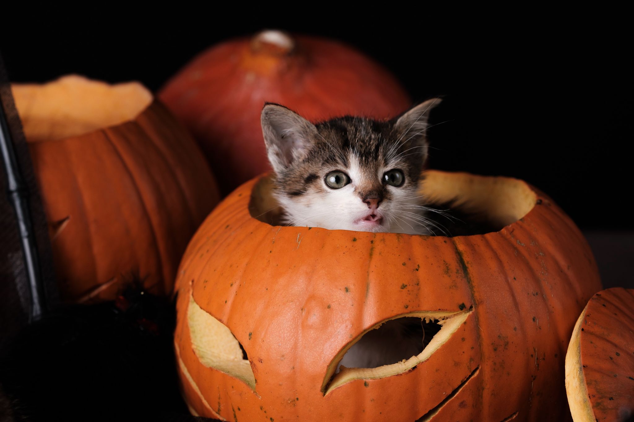 Halloween 2019: Zrobiłem sesję w schronisku, by pomóc w adopcji zwierząt 10