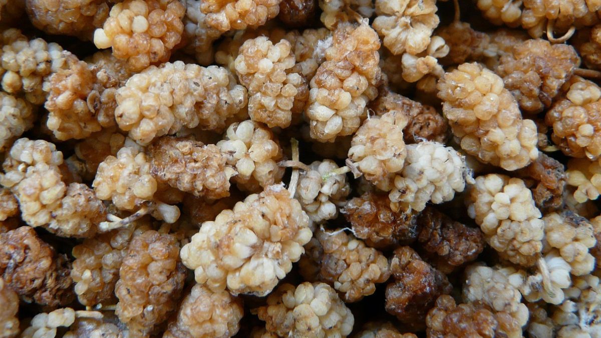 Owoce morwy białej wyglądają jak białe jeżyny 