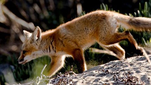 Ciekawe dodatki do Firefoksa 4. Jak poprawić najnowszą przeglądarkę Mozilli? 1