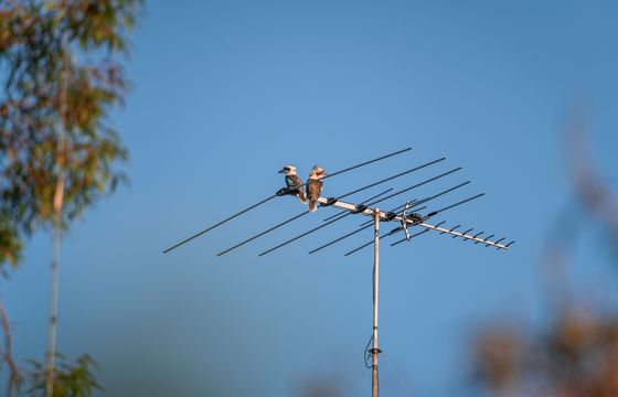Nowa stacja w telewizji naziemnej? KRRiT ogłosi konkurs