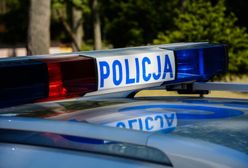 Śmiertelny wypadek na A1 w Sójkach. Zderzenie auta z łosiem