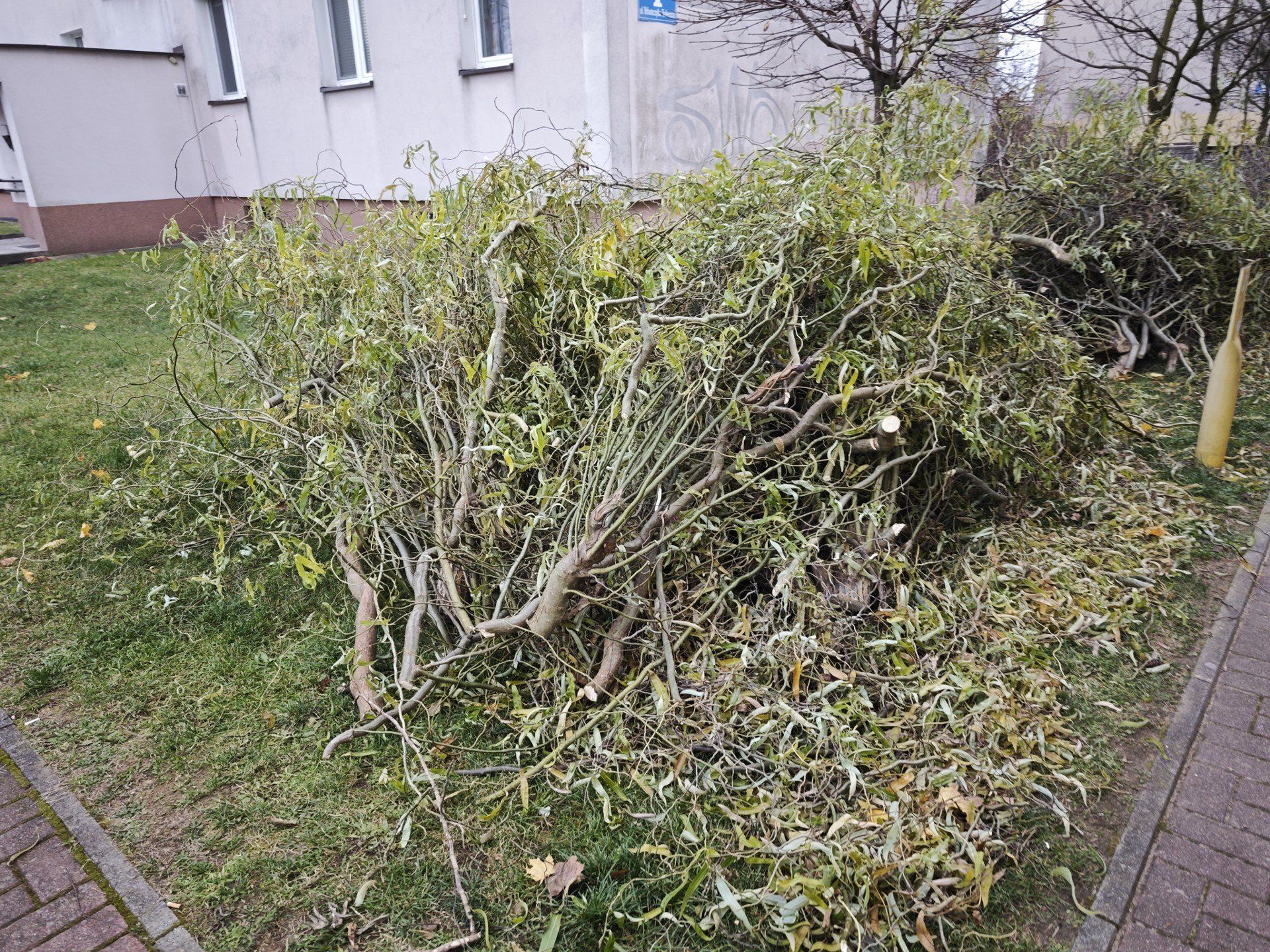 Na osiedlu Młodości w Chrzanowie trwa porządkowanie zieleni