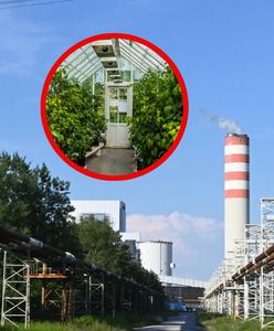 Wpięto szklarnię do elektrowni. "Skala niekompetencji przeraża"