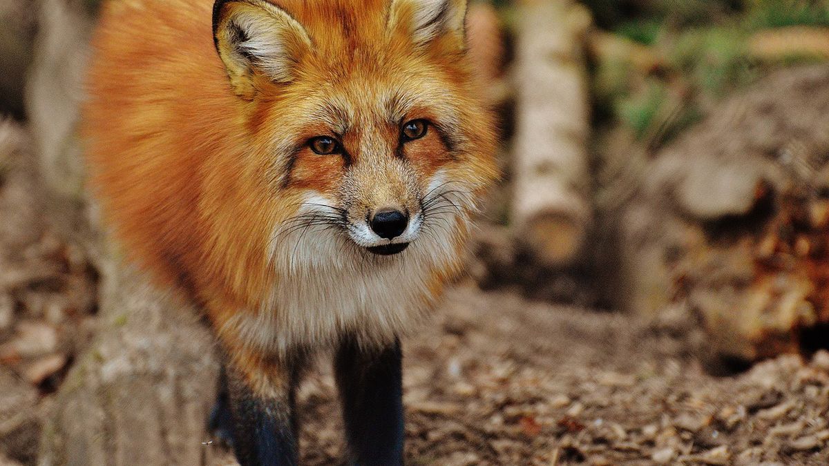 Rozpoczyna się kolejna akcja szczepienia lisów
