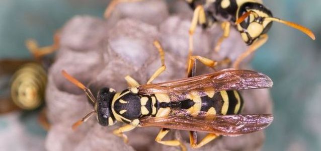 Osy też mają dość upałów. Użądlenia mogą być zabójcze