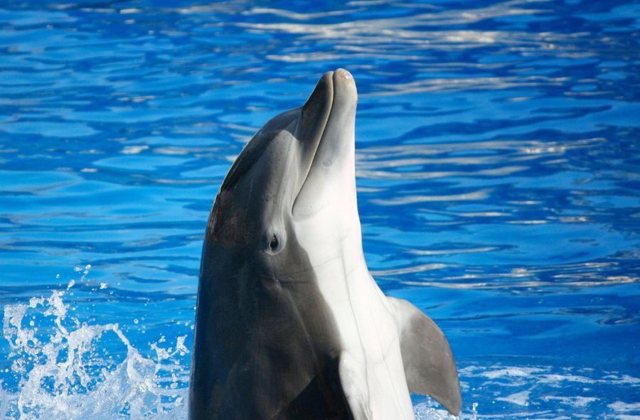 Niewyżyty seksualnie delfin atakuje ludzi w Japonii?