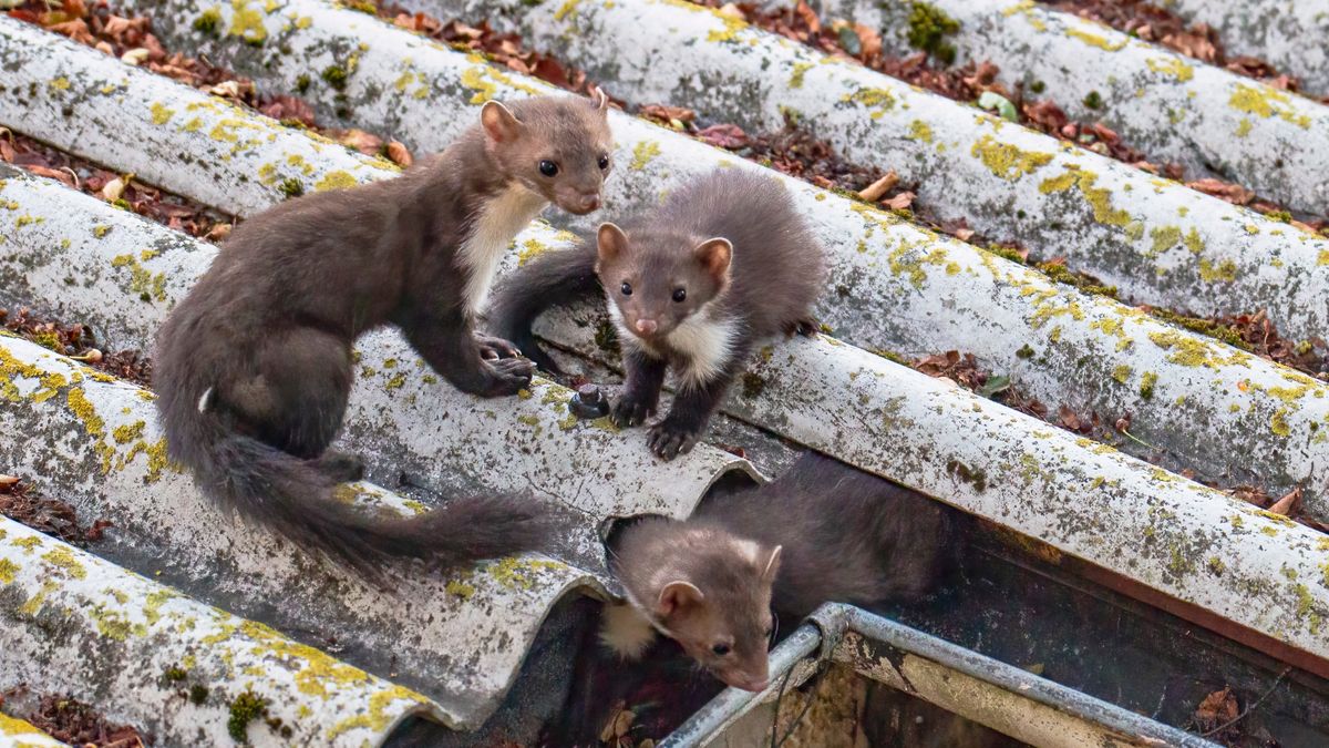 Domowe sposoby na kuny