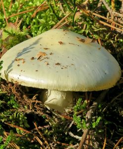 Podała obiad rodzinie byłego męża. Sromotnik smakował. Trzy osoby nie żyją