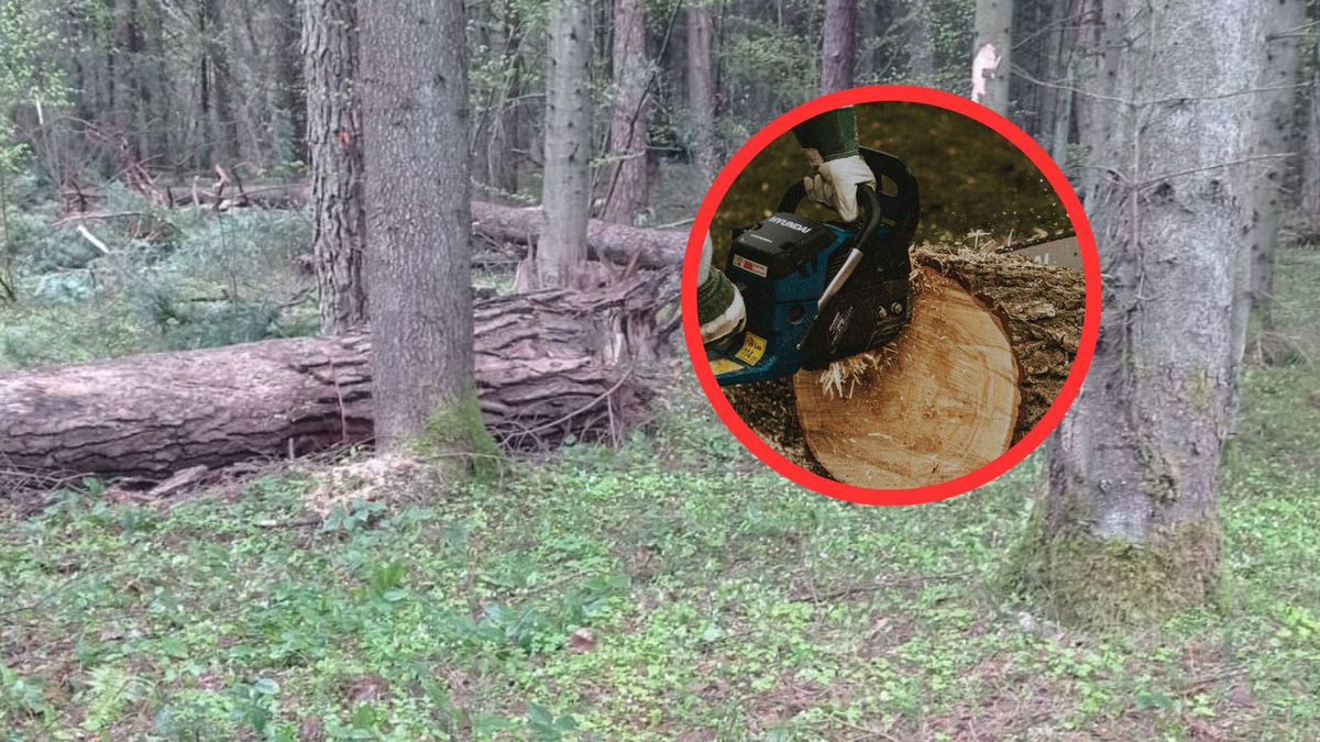 Dwaj bracia zginęli podczas wycinki. Wiemy, co ze śledztwem