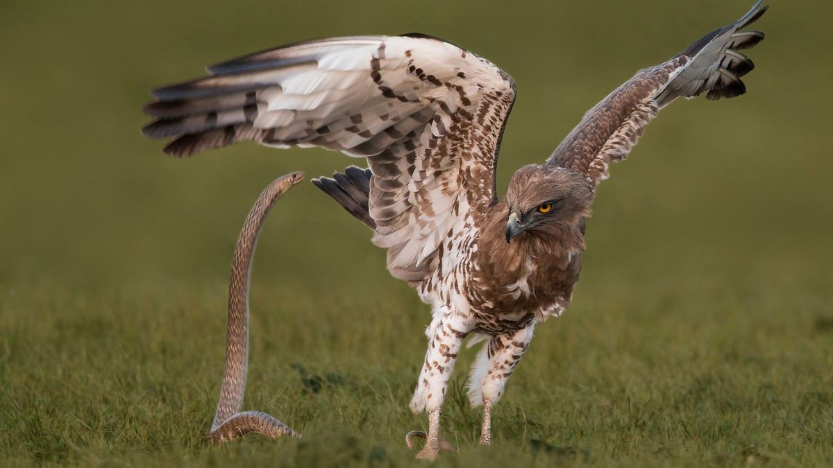 Pojedynek na śmierć i życie pomiędzy wężem a ptakiem 1