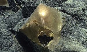 Złota kula z dna oceanu wyjaśniona. To nie było jajo