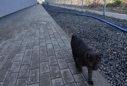 Dolny Śląsk. Kolzam nie żyje. Kot, który jeździł koleją