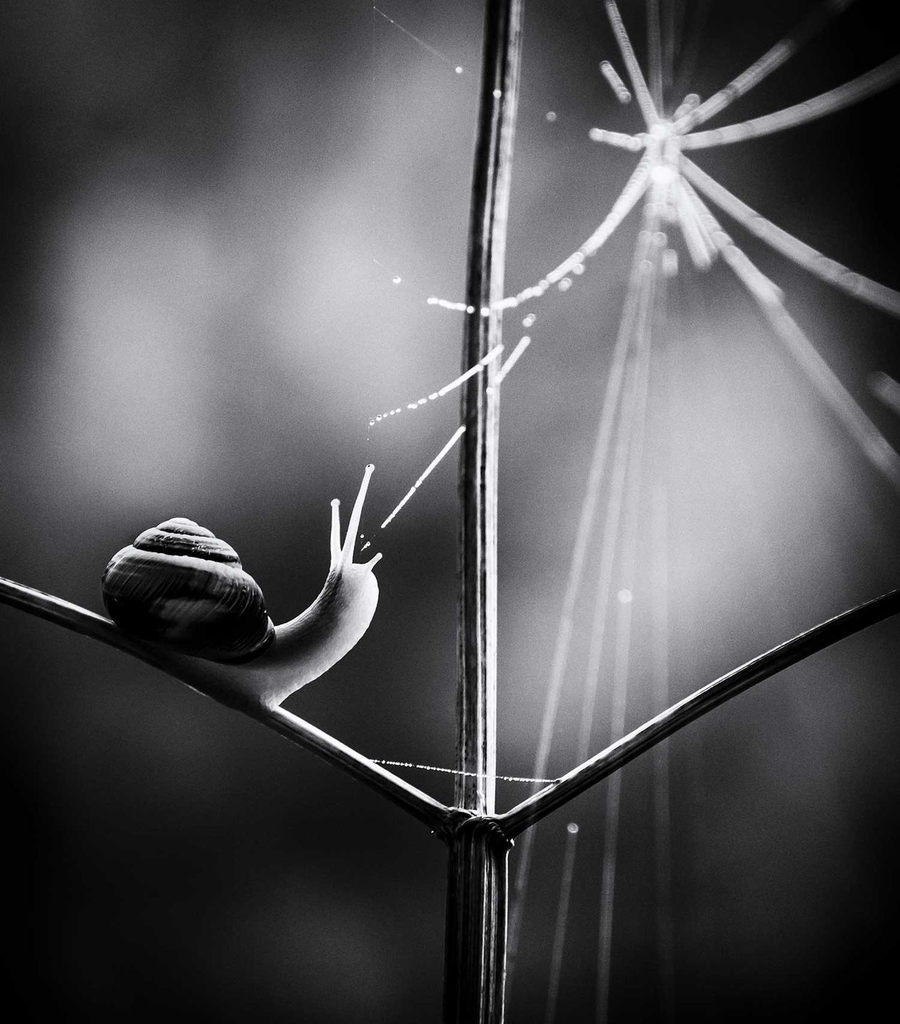 British Wildlife Photography Awards 2017 – najlepsze zdjęcia dzikiej przyrody z Wielkiej Brytanii. Zobaczcie ich historie 10