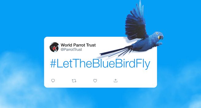 Niebieski ptak z logo Twittera na liście gatunków zagrożonych, apel o przekazanie znaku