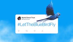 Niebieski ptak z logo Twittera na liście gatunków zagrożonych, apel o przekazanie znaku