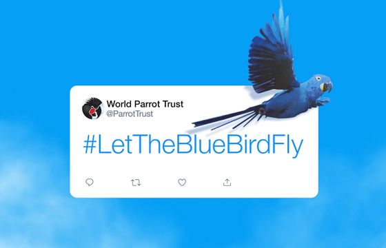 Niebieski ptak z logo Twittera na liście gatunków zagrożonych, apel o przekazanie znaku