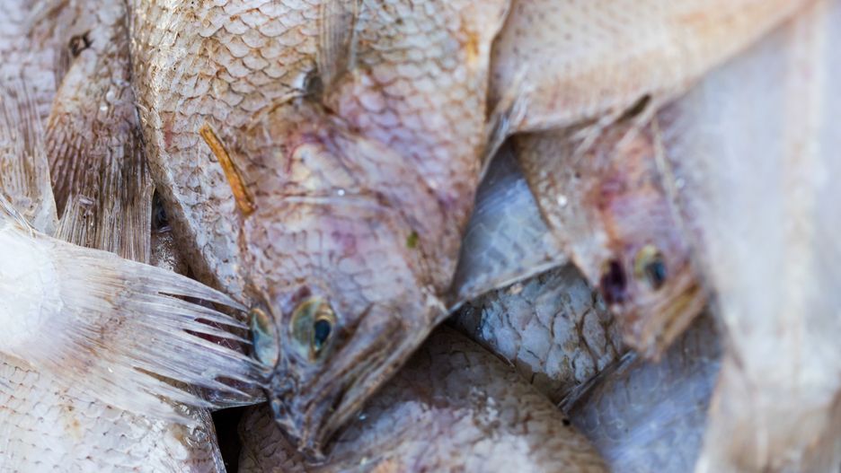 Sola zawiera niewiele kwasów omega-3