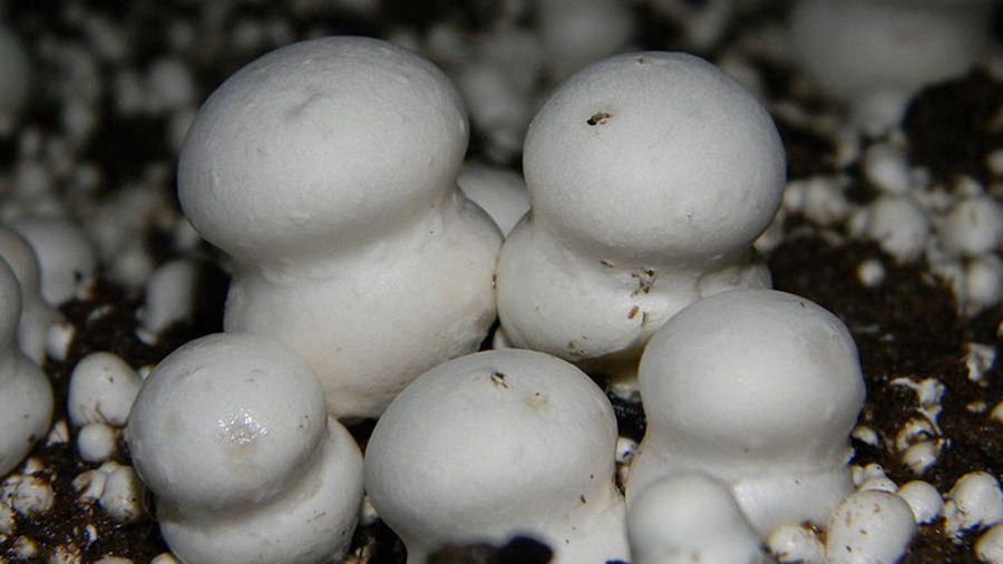 Pieczarka dwuzarodnikowa (Agaricus bisporus),