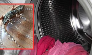Wrócili z Sardynii. Tego, co znaleźli w walizce, zupełnie się nie spodziewali